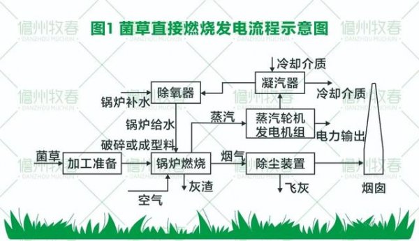 68ba1c08238b0f3226288853e5878d3f 菌草变燃料 打造环保生物质发电新模式