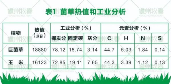 81ec151206cfed4b419a1edb9c59671f 菌草变燃料 打造环保生物质发电新模式
