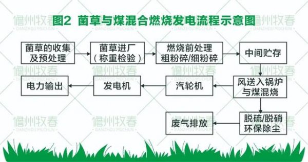 b0e31dc89f82d6849f21f8ae2db95b2f 菌草变燃料 打造环保生物质发电新模式